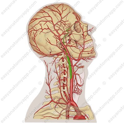 Внутренняя сонная артерия (arteria carotis interna)